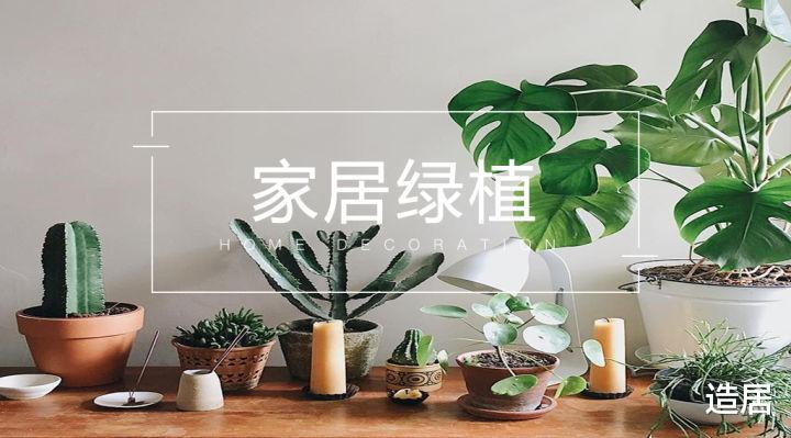 造居|盘点家居界12大网红绿植,颜值高又好养很贴心