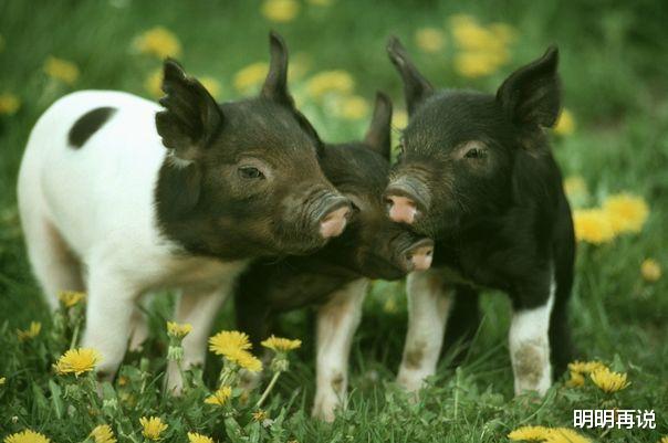 明明再说 未来几天生肖猪会有“声泪俱下”的大事降临,大师算的准得离谱