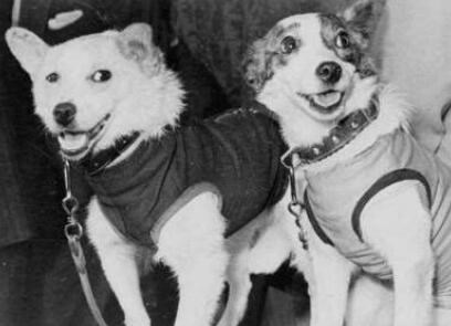 太空 第一只进入太空的狗，结局已注定的死亡之旅，真相也被隐瞒45年