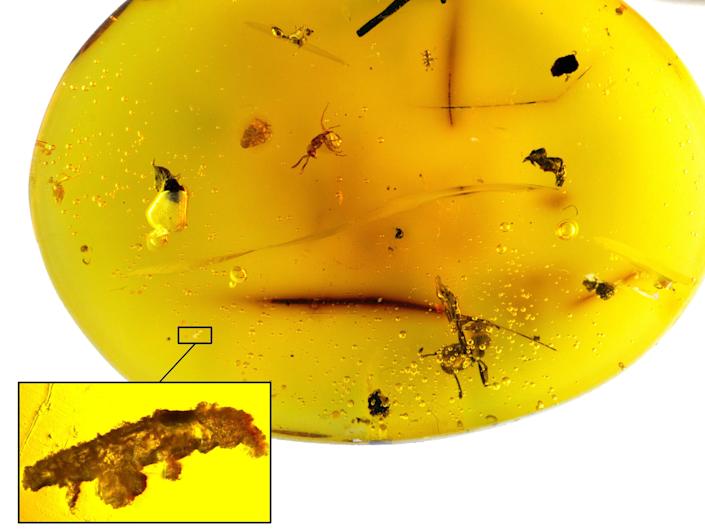 化石 举世罕见——在琥珀中发现了一个1600万年前的缓步动物化石