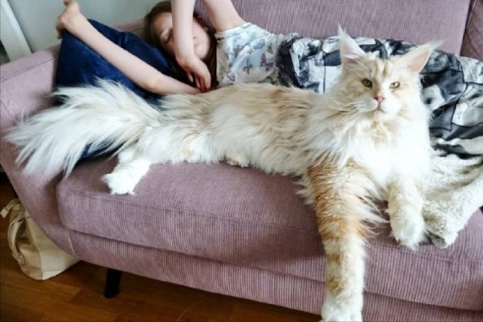 地球上最凶狠的6种野猫,狞猫能够一跃4米,猞猁竟敢单挑狼群?