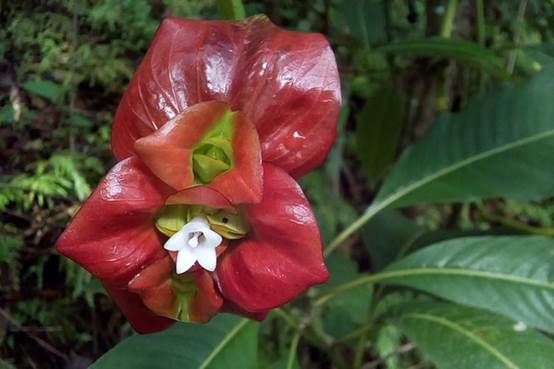 世界上最令人吃惊的10种奇花异草，你见过哪些呢！