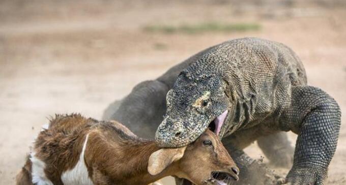  被“神话”的科莫多巨蜥：现存最大的蜥蜴，其真正实力到底如何？