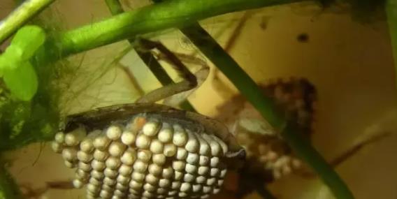 昆虫 河边长得像“金针菇”的植物，其实是一种昆虫，小心被别被咬了