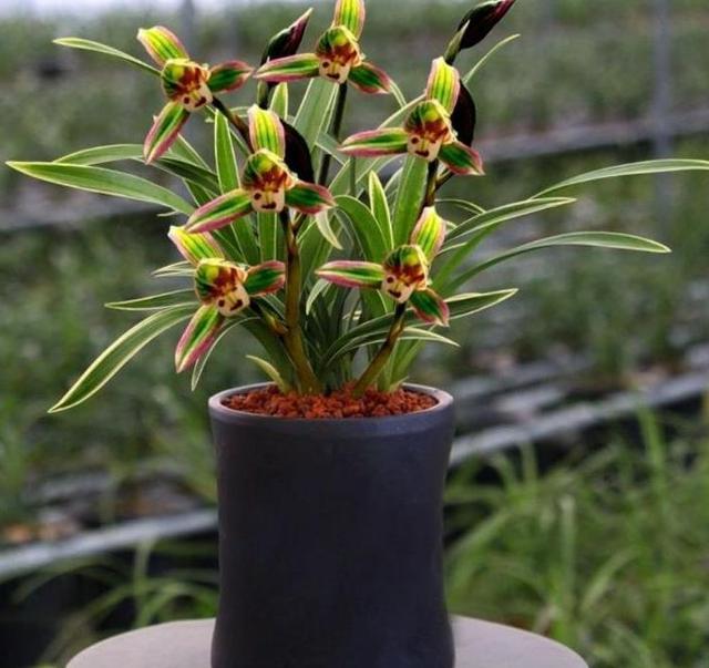 雅茗花坊|你的阳台还有地方吗？养一盆“双色”四季兰吧，高雅又大气