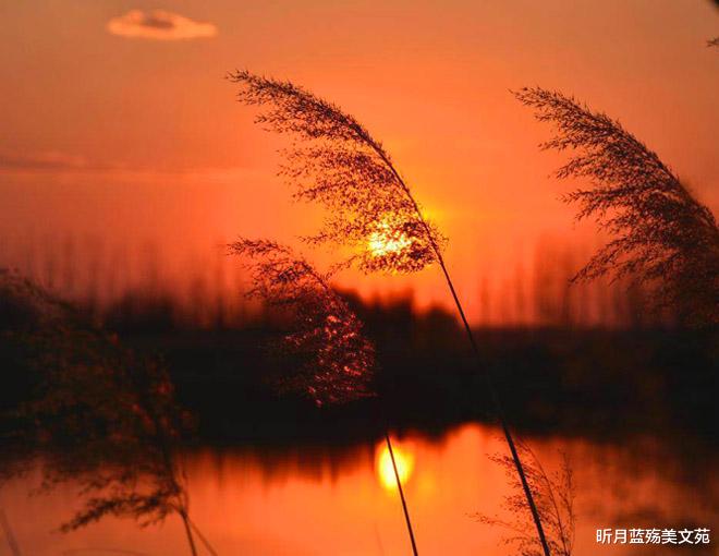 昕月蓝殇美文苑|有一种真爱,叫莫失莫忘