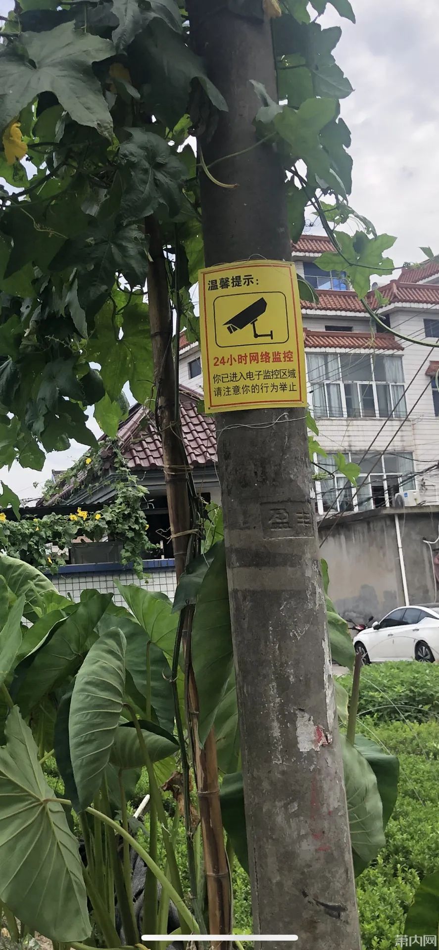 辛苦种的菜一直被偷!萧山姑娘:本以为装了监控会好点,结果……