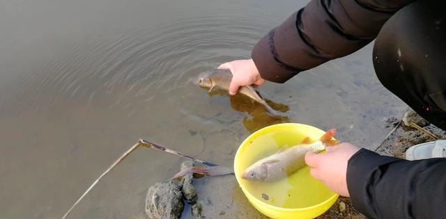 钓鱼|“禁渔令”禁止多钩作钓,那么台钓双钩是否也在禁止范围内呢?