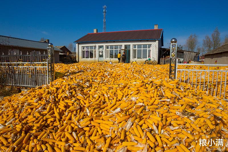 玉米 玉米：直逼1.53！纷纷跳过1.50，今日再现大范围加速上涨行情！