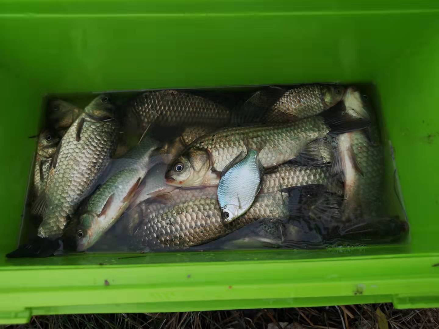 饵料|降温后钓鱼添加剂推荐，促开口利诱鱼成本低