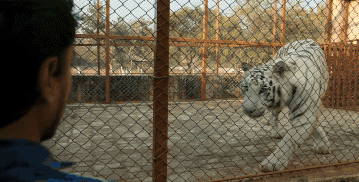 |什么是奴性？这部电影生猛、震撼、颠覆三观！