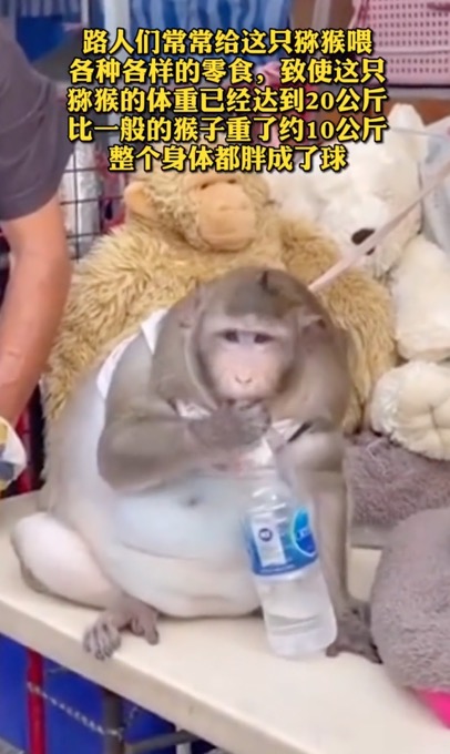 舜网 哭笑不得！泰国猴子每天被游客投喂胖成球，被强行带走减肥