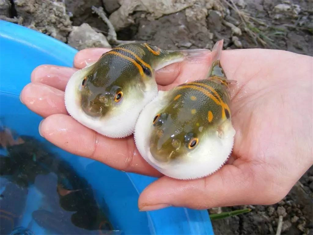  河豚体内的剧毒是怎么来的？为什么明知是剧毒，人类还要拼死吃？