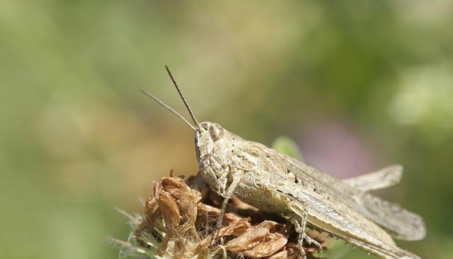 科学家 2020年上百亿蝗虫失踪，科学家表示，今明两年会卷土重来