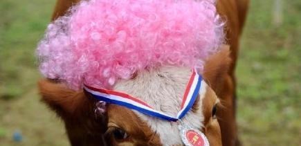 你看看这个世界 重庆美心红酒小镇:举办耕牛选美比赛,能重现洋人街风采吗?