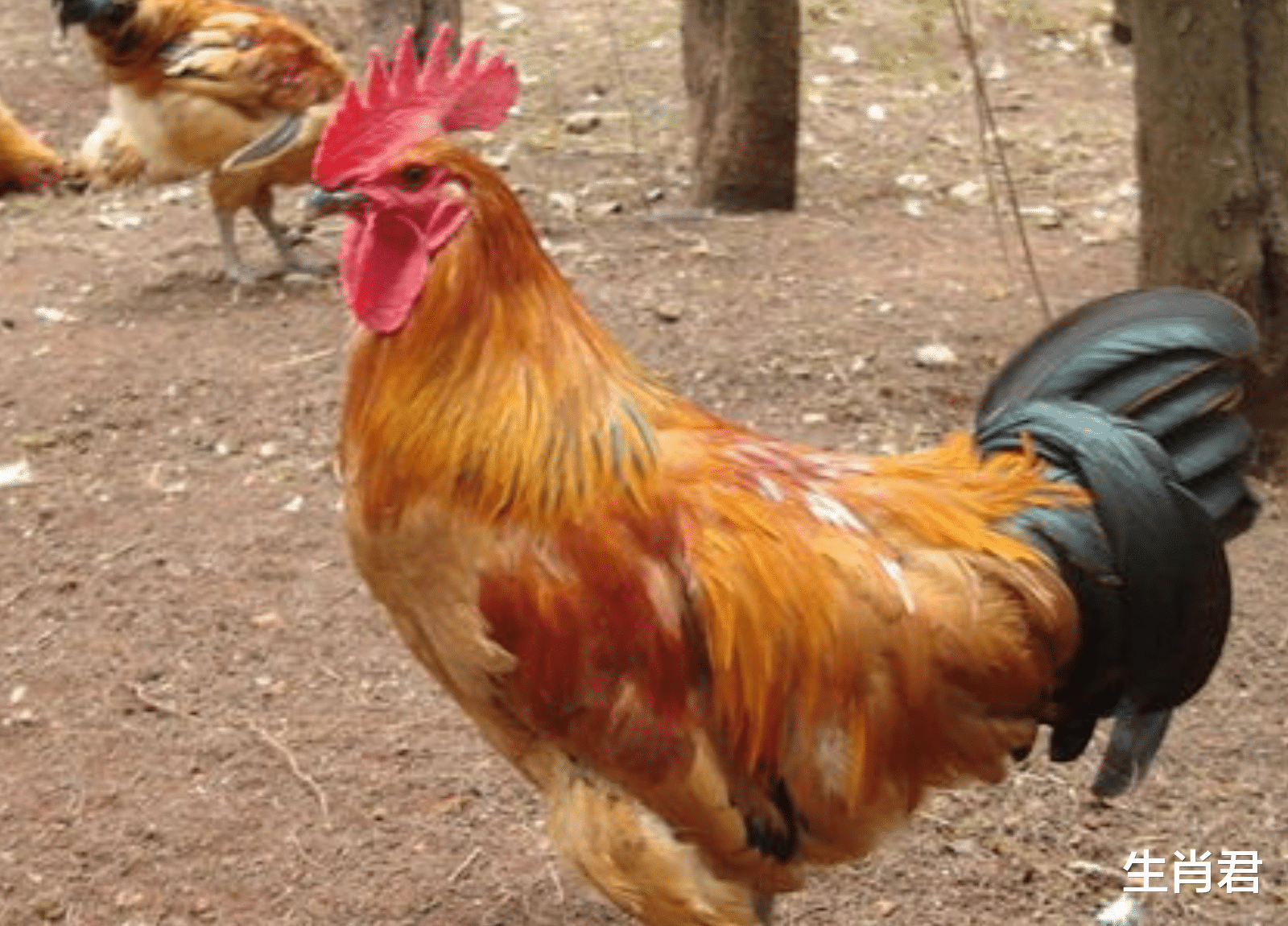 属鸡|贵人相助赚钱难度下降，财运表现出色的属鸡人，事业更上一层楼