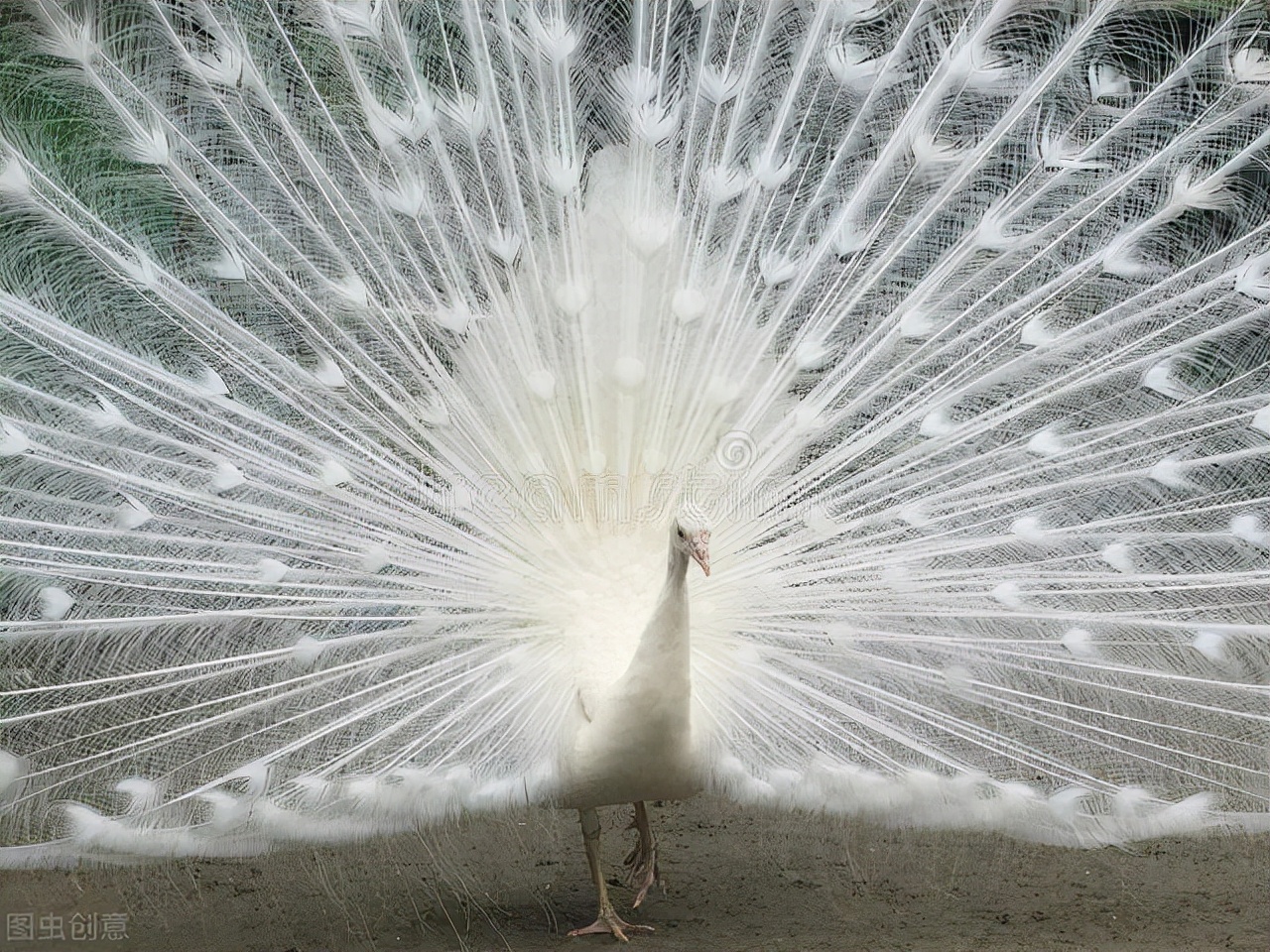 后代 自然界中，为何雄性基本都比雌性漂亮，而人类却是女性比男性美？