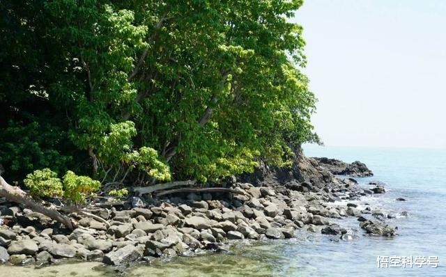 悟空科学号 大连蛇岛大约有两万条蛇，如果放两只蜜獾上去，大概多久能吃完？
