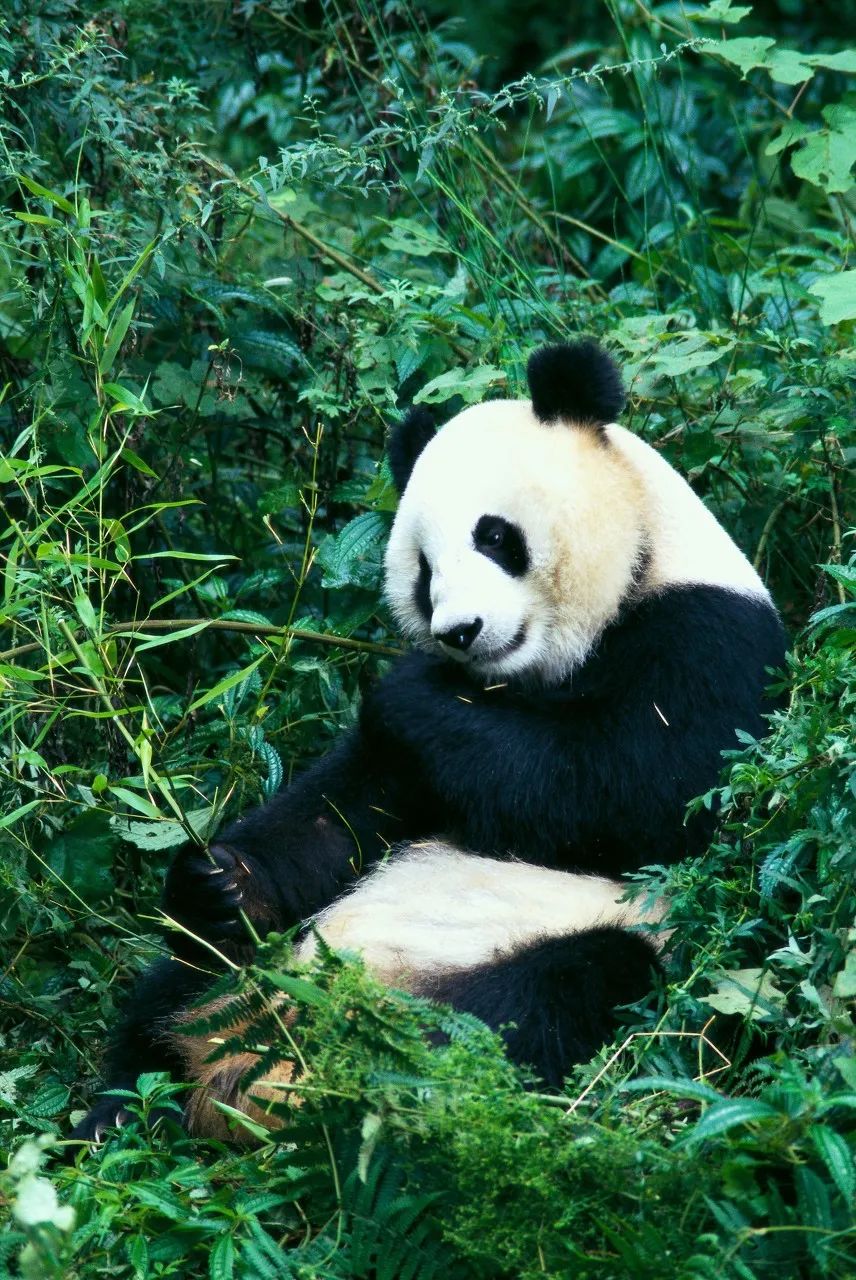 黄果树瀑布 《国家地理》评选中国一生必去的50个地方，我去过26个，你呢？