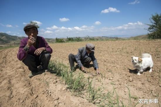 农言乡事 在农村，独居老人开始增加，以后靠子女养老靠得住吗？答案来了