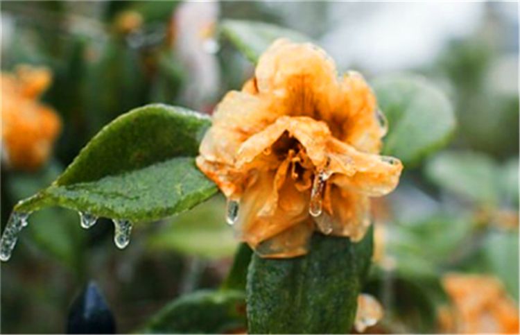 生肖|这三大生肖性格低调，低调做人，高调做事，福缘深厚，平凡而不平