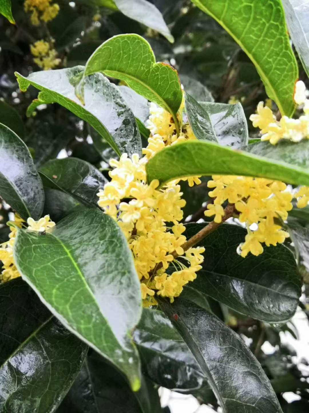 掬水月镜花缘|九月你好！愿努力不被辜负