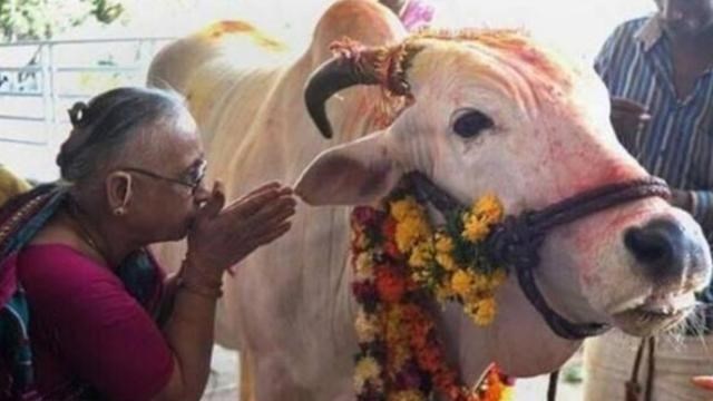  印度男子抛妻弃子，花17万和母牛结婚，婚后同床共枕生活幸福