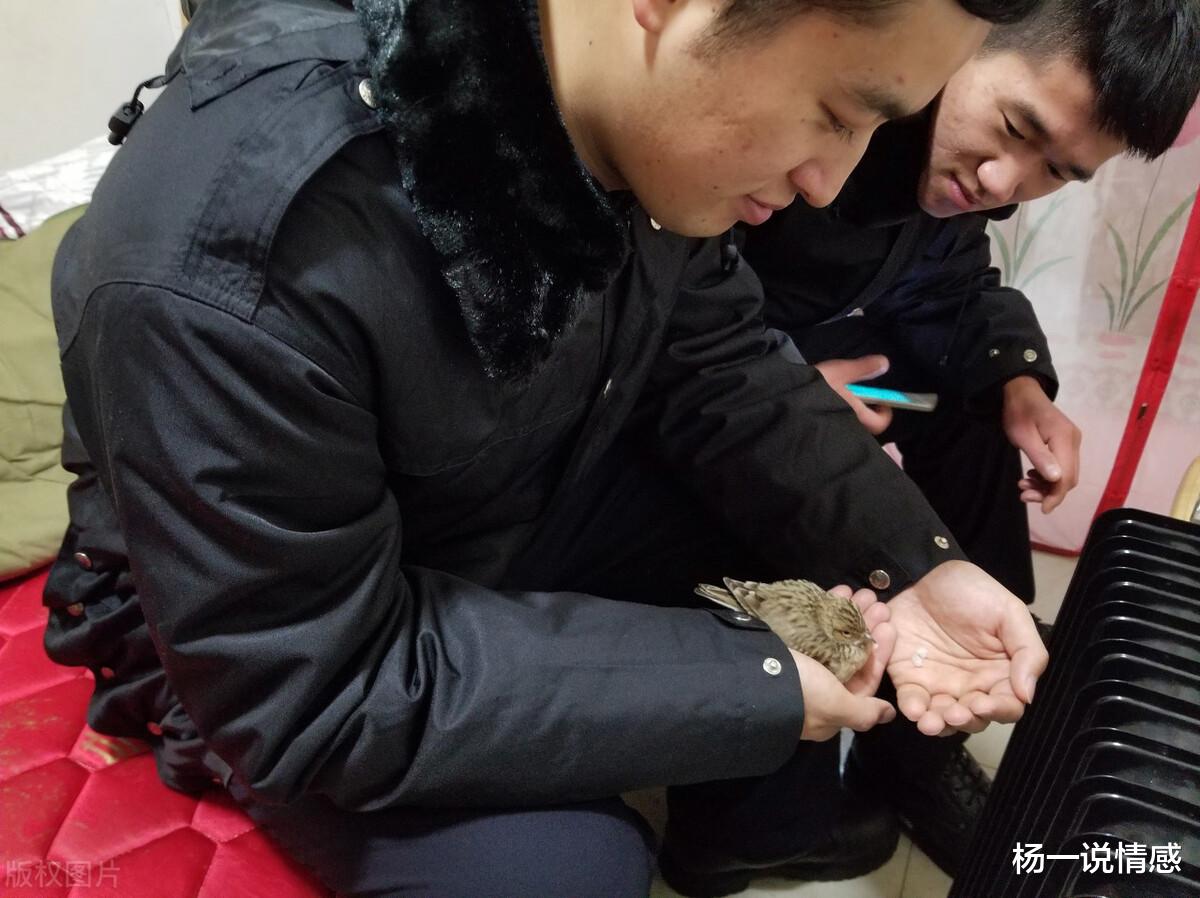杨一说情感|飘落的羽毛，擦燃爱情的火花，最美的警察，唱出初恋的歌谣！