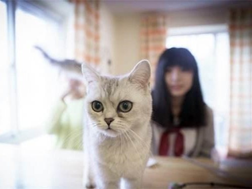 神鸟知讯资讯站 ?帮养猫帮租房，美女大学生甜言蜜语男子言听计从，全是一场骗局？