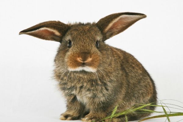 文文趣说|生肖属兔人7月开始,头顶财神光环,福气临门