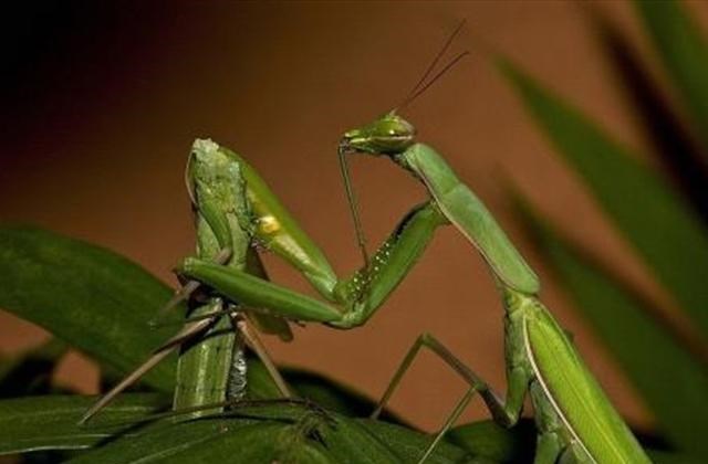 爱因斯坦 “螳螂”交配完以后，母螳螂会把它的“丈夫”吃掉，这是为什么