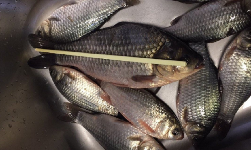 |钓完板鲫怎么处理？带回家自己做，送亲朋好友？我是这样处理的