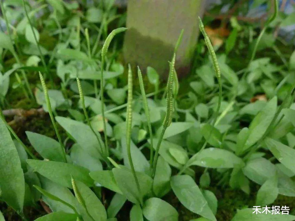 蛋白质|草坪里一种草药，俗称“草王”，很多人挖来泡酒，市场200多元/斤