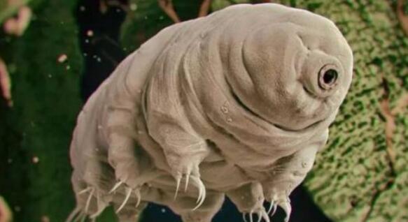 灯塔水母 永生不死？这种如灯塔般的动物，给人们留下了什么神奇密码？