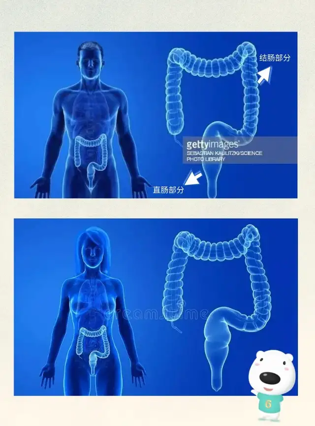 排便|总感觉屎没“拉干净”，拉完还意犹未尽？多半是这个地方出问题了