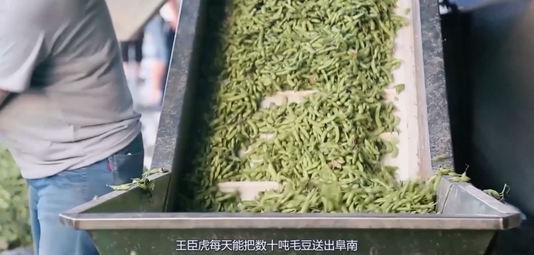 新安江淮 春游江淮请您来：阜南会龙镇——中国“辣椒之乡”