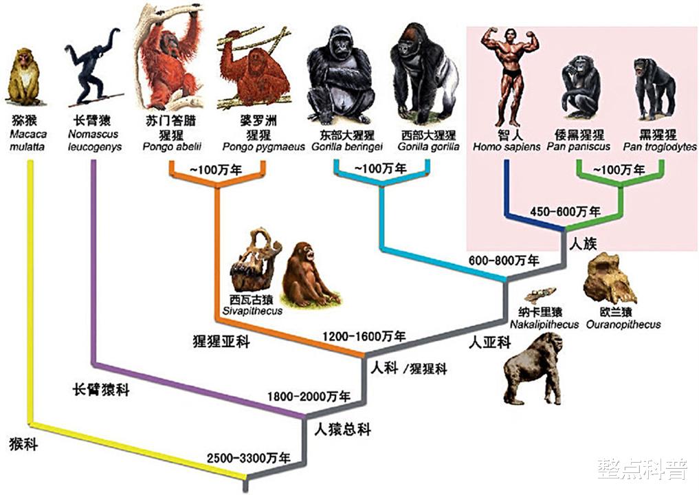 袋鼠|人都是女性生的，在人类出现前，世界上第一个女性是从哪里来的？