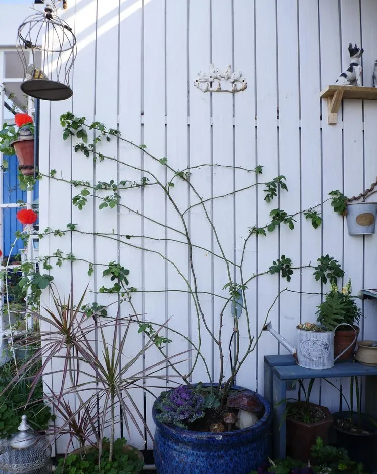 4年前，毫不犹豫买了这个带60㎡露台的房子，开始DIY改造小花园