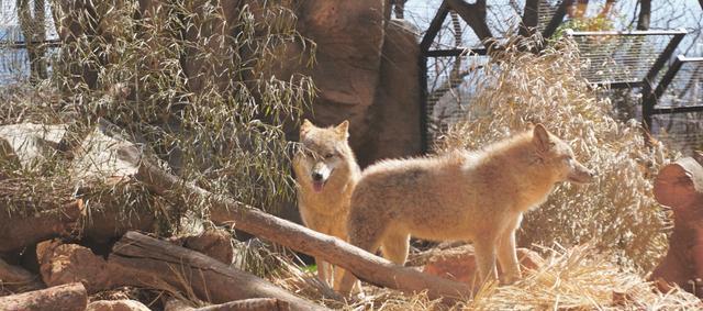 大成讲娱乐 动物园做得好的寥寥无几，红山的好不是吹出来的，是做出来的