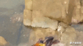 小姐姐 “这是青蛙劈了腿,还是小蛇出了轨?”哈哈哈,该叫它什么物种呢?