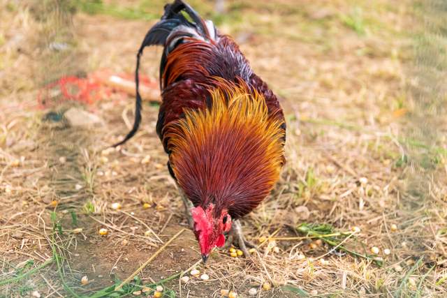 异界名录|民间故事：哥俩分家，哥哥糊弄老实的弟弟，弟弟竟因祸得福