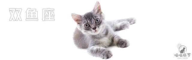 喵喵的塔罗|十二星座运势：8月23日~8月24日