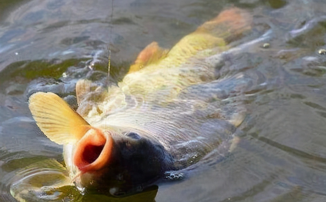 鳊鱼|轻松搞定子线长短和钩距大小的选择，学会这一篇就够——盛世三渔