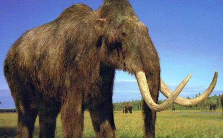 工艺品|文玩中的象牙制品可不可取??