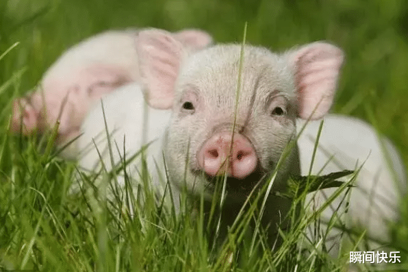 |“十猪九富”，生肖猪以下4月出生最好命，福气深厚，财源滚滚