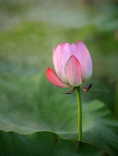 星临天下|9月上旬，喜鹊门前报喜，4属相桃花朵朵，喜事接二连三