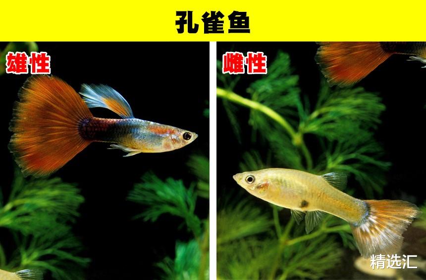 雄性和雌性长相差异巨大,看起来像不同物种的9种动物