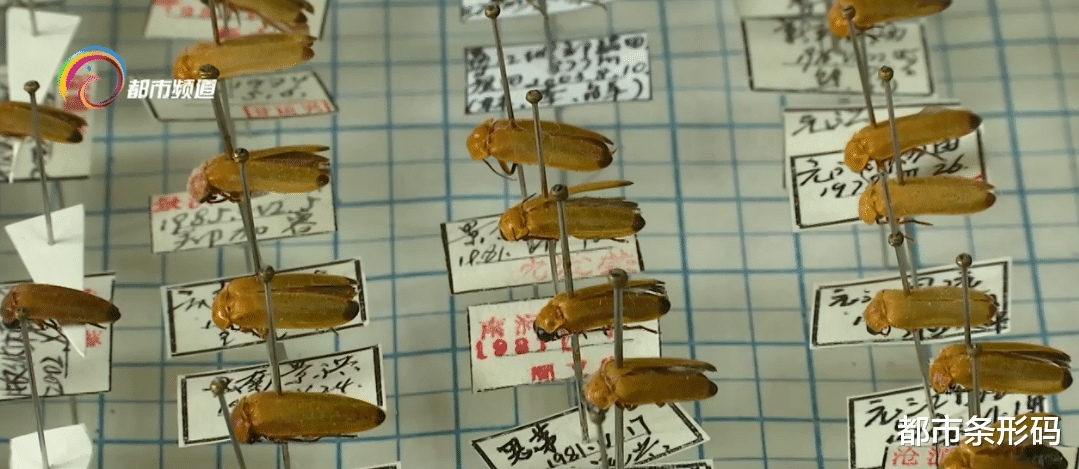 都市条形码 上新! 云南萤火虫又增3个新种 4个中国新纪录种