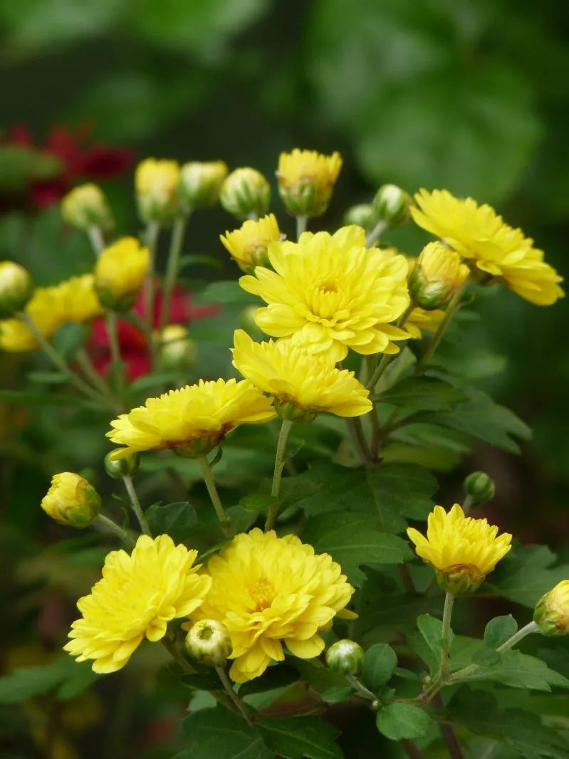 阳台花园，美！美！美！