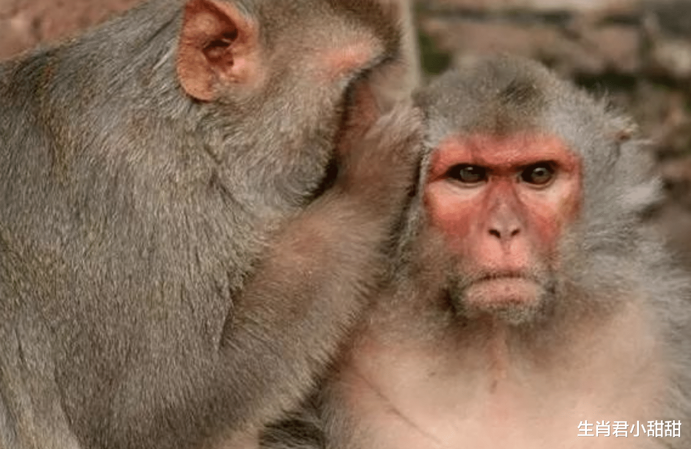 产业互联网|12月底好运来，属猴人财运直线飙升，在职场披荆斩棘一飞冲天